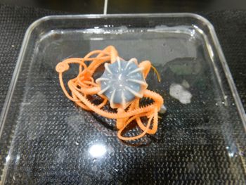 Media type: image;   Invertebrate Zoology 139703